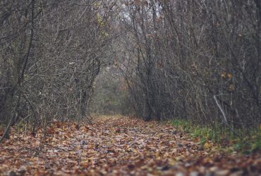 activitatea paranormala din padurea hoia-baciu
