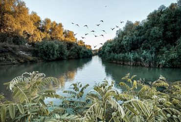 Fauna si flora din Delta Dunarii
