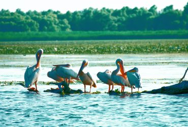 cazari de top în Delta Dunării